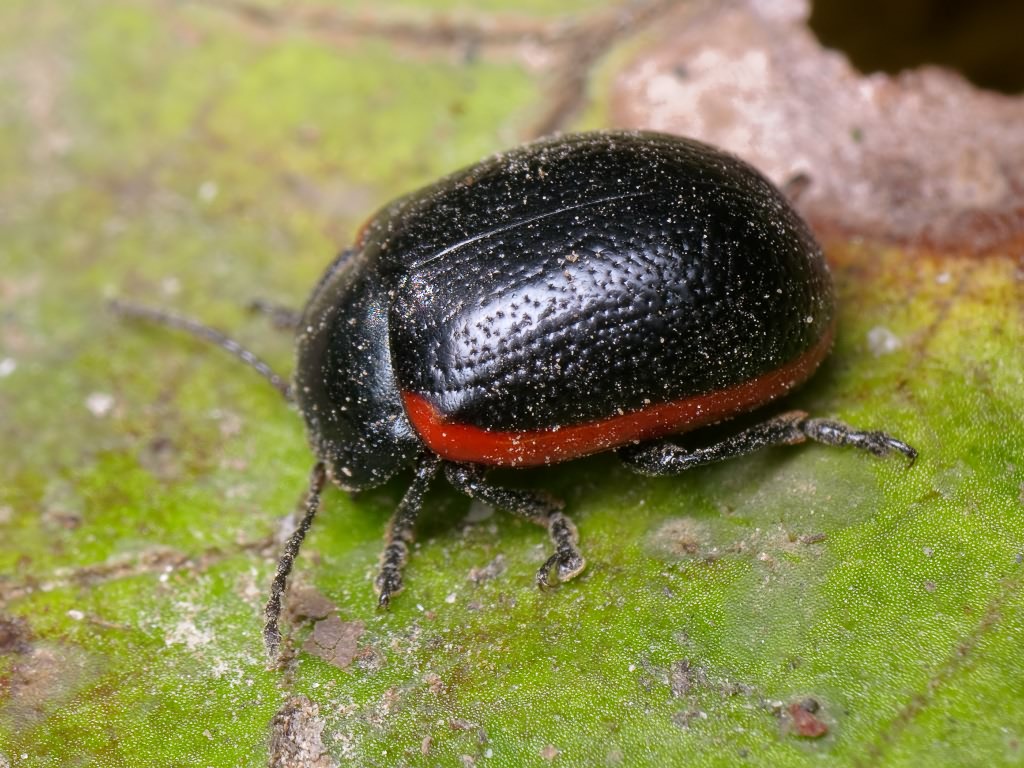 Chrysolina sanguinolenta (Linnaeus, 1758)